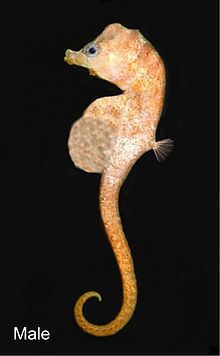 Bullneck seahorse httpsuploadwikimediaorgwikipediacommonsthu