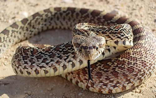 Bullsnake Bull Snake Pets site Pets information