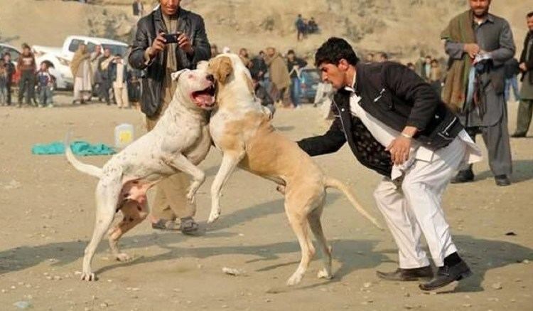 Bully Kutta Bully Kutta The Best Game Dogs YouTube