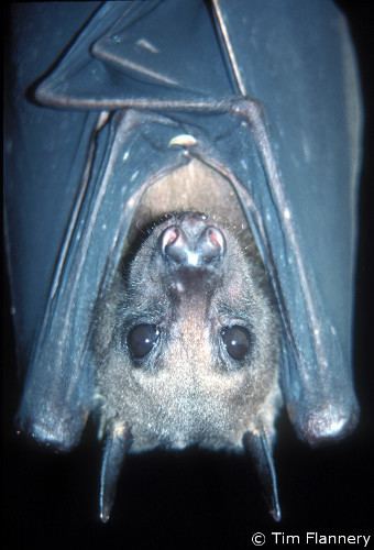 Bulmer's fruit bat The family bat