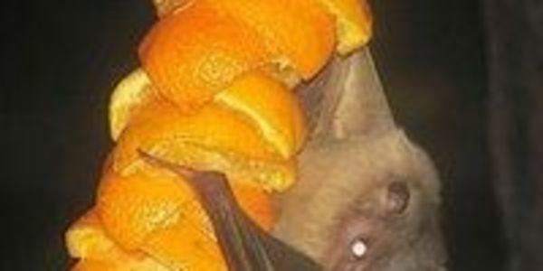 Bulmer's fruit bat petition Save the Bulmer39s Fruit Bat