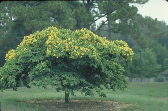 Bulnesia Bulnesia Tree selection Landscape plants Edward F Gilman UF