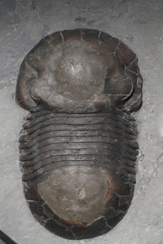 Bumastus Gallery of Rochester Shale Trilobites