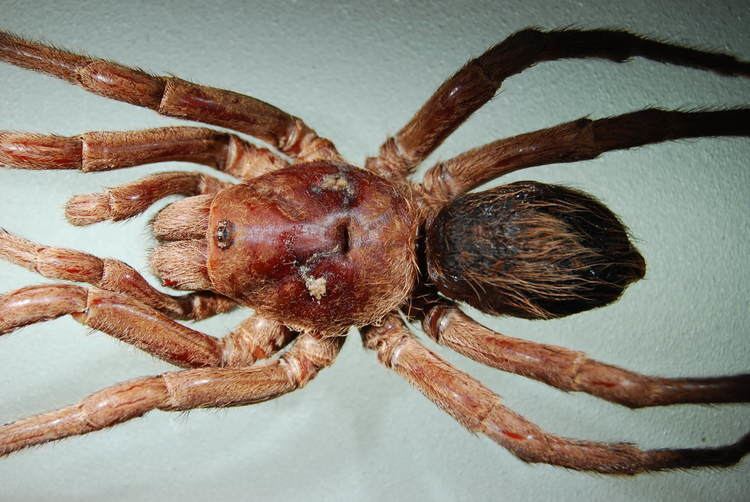 Bumba lennoni New Spider Species In Brazil Named After John Lennon