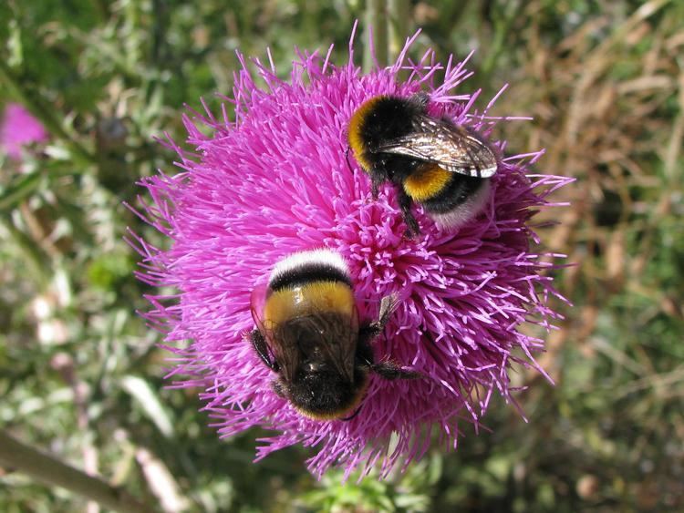 Bumblebee communication