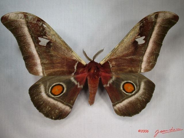 Bunaea alcinoe Bunaea alcinoe African Moths