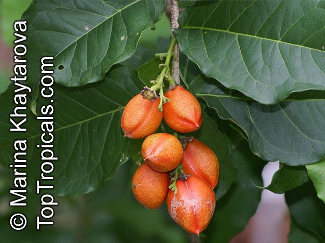 Bunchosia Bunchosia armeniaca Peanut Butter Fruit Monk39s Plum Marmela