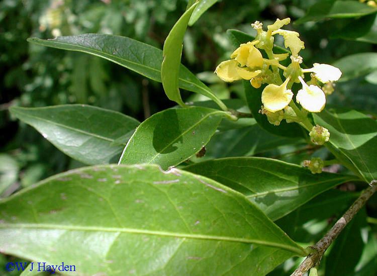 Bunchosia bunchosia swartziana