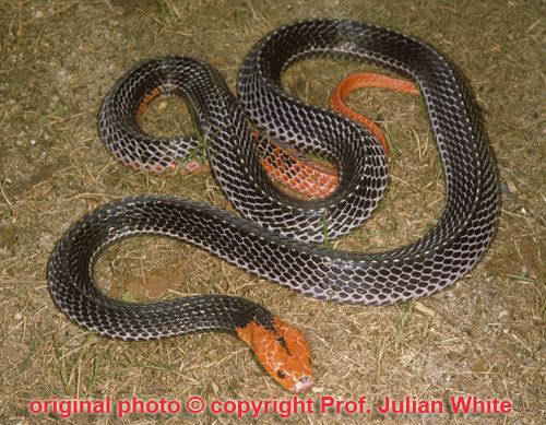 Bungarus Venomous Snakes of Myanmar