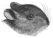 Bunny rat httpsuploadwikimediaorgwikipediacommonsthu