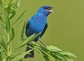 Bunting (bird) Indigo Bunting Identification All About Birds Cornell Lab of