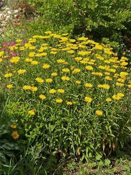 Buphthalmum BUPHTHALMUM