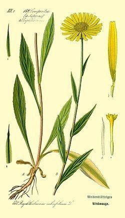 Buphthalmum salicifolium httpsuploadwikimediaorgwikipediacommonsthu