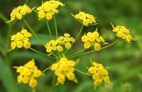 Bupleurum chinense Bupleurum chinense DC ChemFaces