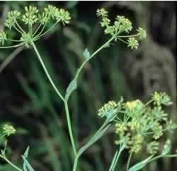 Bupleurum chinense Bupleurum Chinese Root Benefits