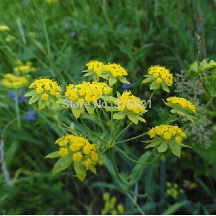 Bupleurum chinense Aliexpresscom Buy 30pcs RADIX BUPLEURI Seed Bonsai Traditional