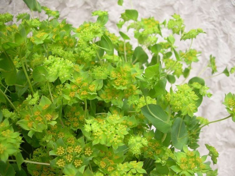 Bupleurum chinense Bupleurum Bupleurum Chinense Overview Health Benefits Side