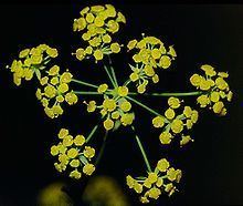 Bupleurum falcatum httpsuploadwikimediaorgwikipediacommonsthu