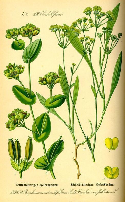 Bupleurum falcatum Botanical folio 43v Bupleurum VOYNICH IMAGERY personal