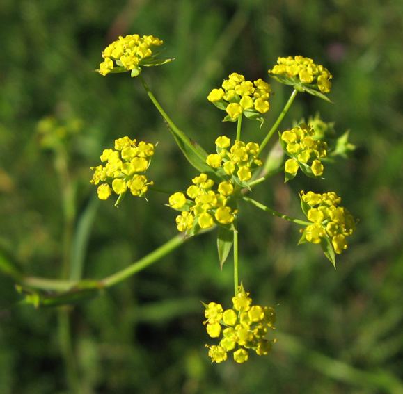 Bupleurum falcatum Index of PelousesImagesPelBupleurum img