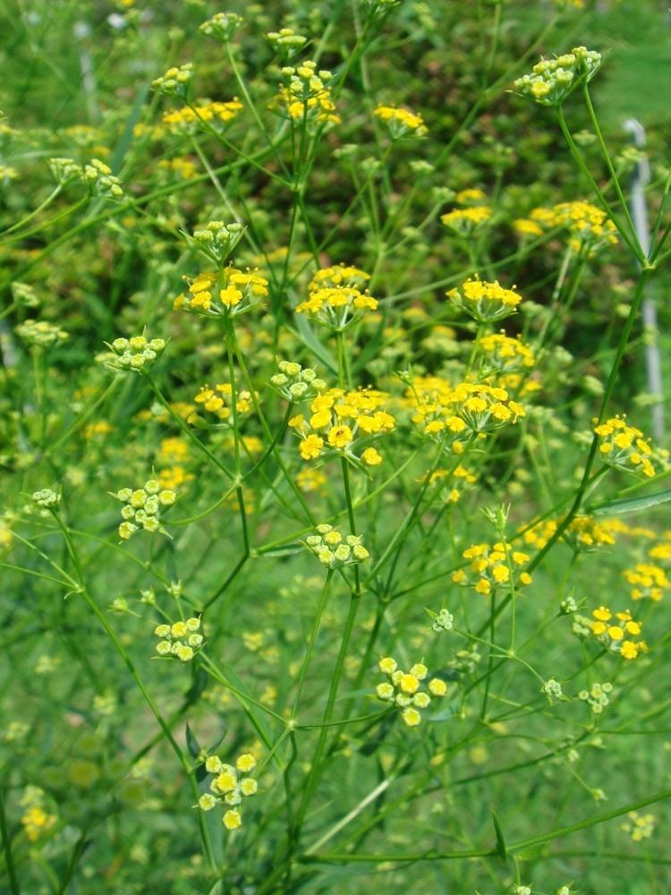 Bupleurum falcatum Bupleurum falcatum L