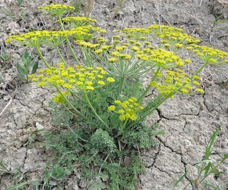 Bupleurum falcatum FileBupleurum falcatum Sickleleaved Hare39s Ear JPG