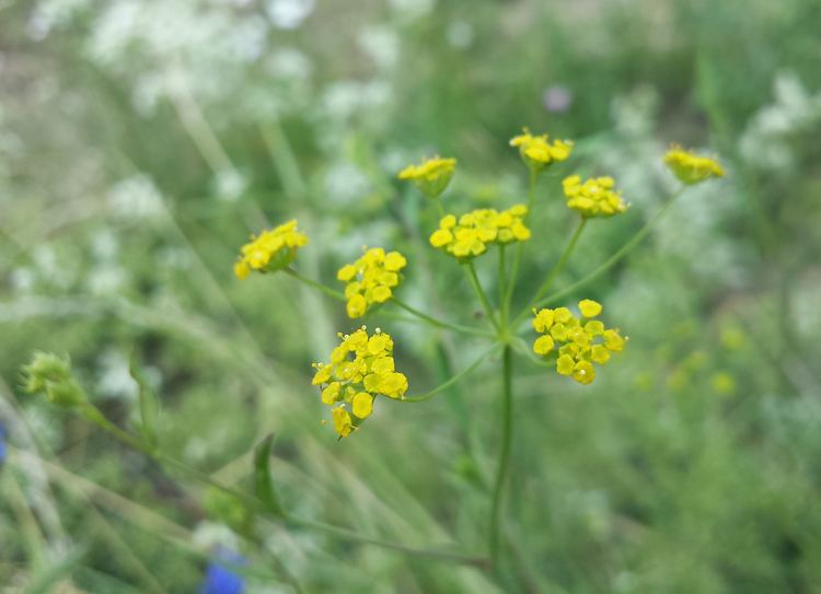 Bupleurum falcatum FileBupleurum falcatum sl3jpg Wikimedia Commons