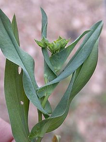 Bupleurum lancifolium httpsuploadwikimediaorgwikipediacommonsthu