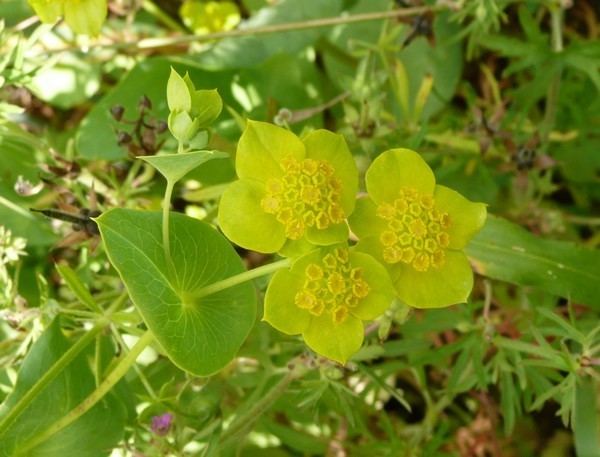 Bupleurum lancifolium Flore de La Rochelle