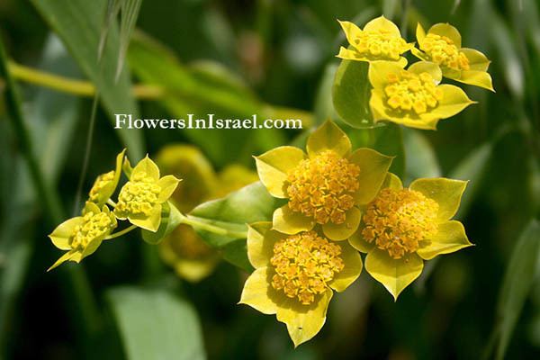 Bupleurum lancifolium Bupleurum lancifolium