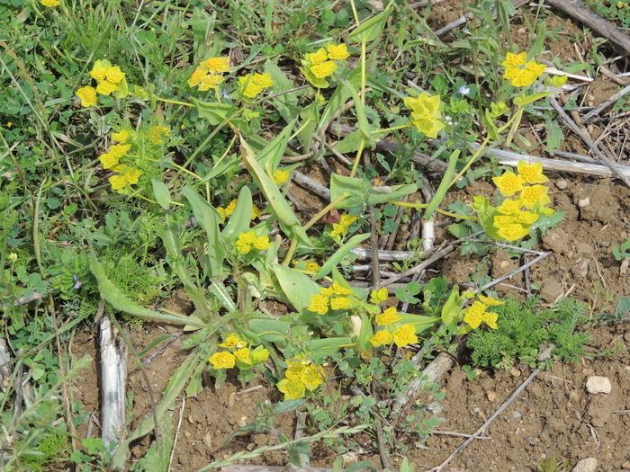 Bupleurum lancifolium Bupleurum lancifolium Hornem