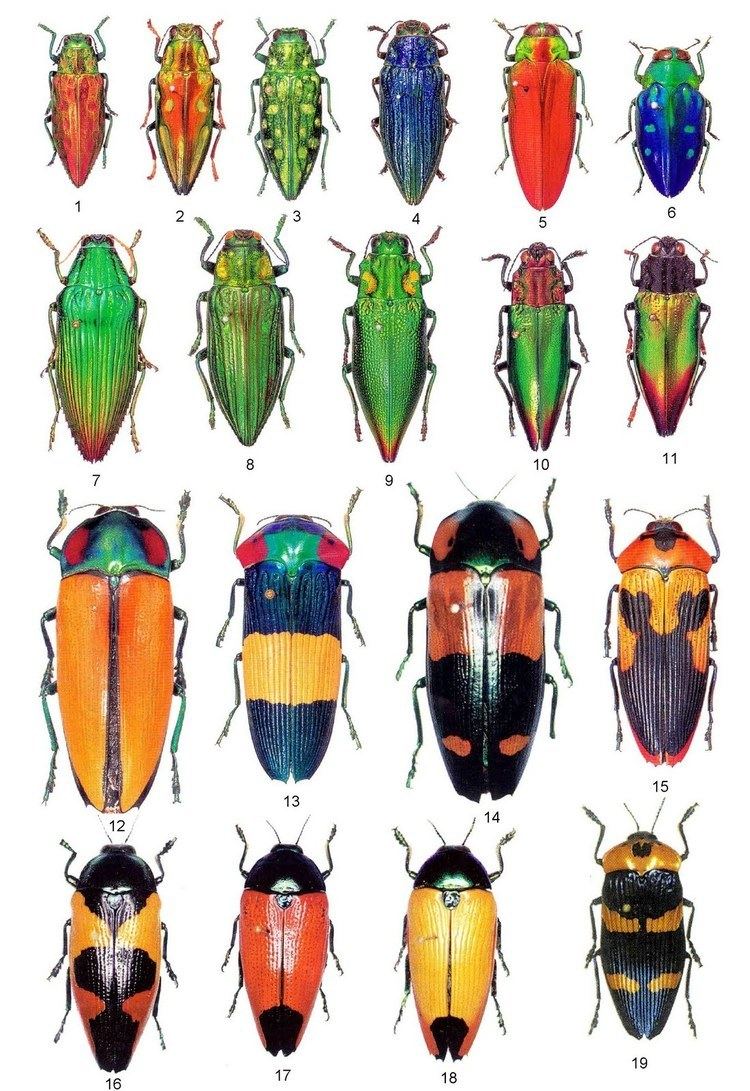 Different Eupholus Buprestidae Cerambycidae Rutelinae from Papua New Guinea PNG 