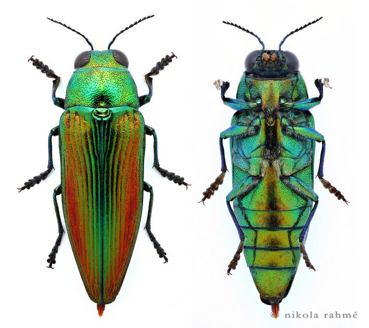 Buprestidae Golden jewel beetle prepared Eurythyrea aurata Coleoptera
