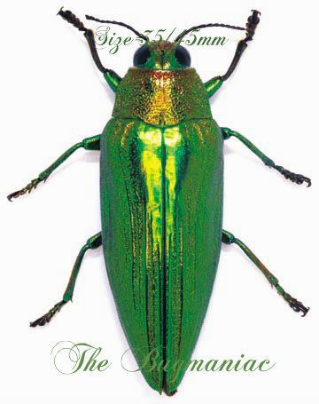 Buprestidae Buprestidae Chrysochroa purpureiventris purpureiventris The