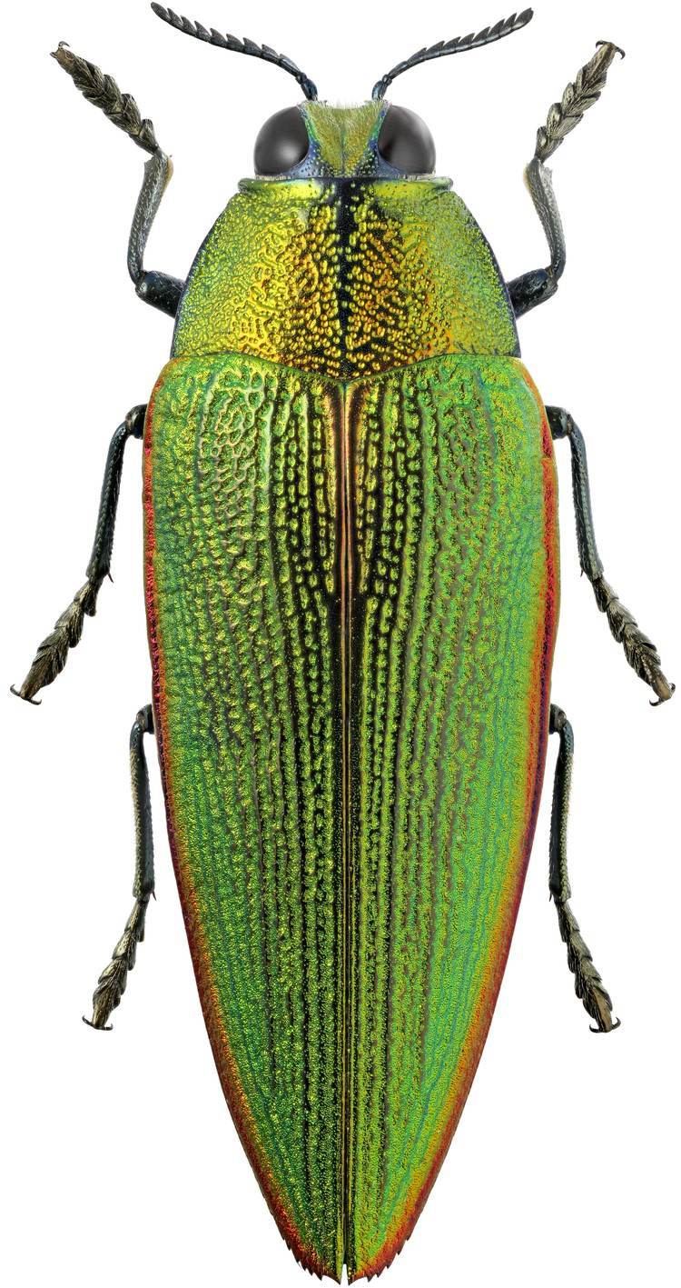 Buprestidae Steraspis Pissteras ambigua Fahraeus 1851 Buprestidae