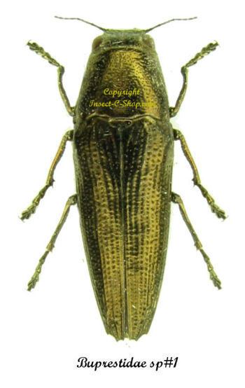 Buprestidae Buprestidae sp1