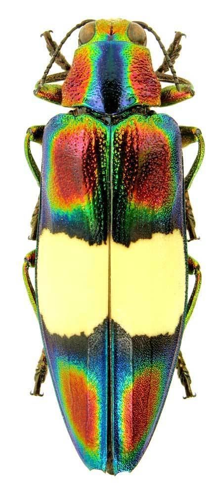 Buprestidae Buprestidae