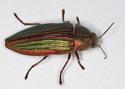 Buprestis aurulenta Flickriver Photos tagged with buprestisaurulenta