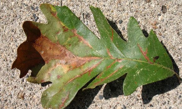 Bur oak blight Bur Oak Blight Arbor Master Mason City IA