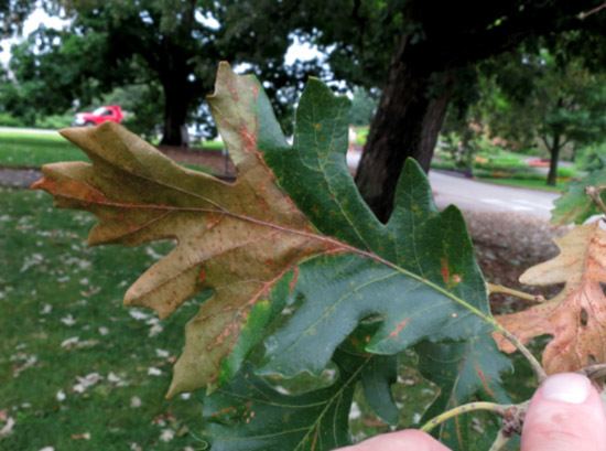 Bur oak blight Home Yard amp Garden Newsletter at the University of Illinois