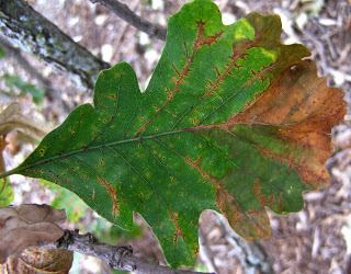 Bur oak blight A bad year for bur oak blight Yard and Garden News University of