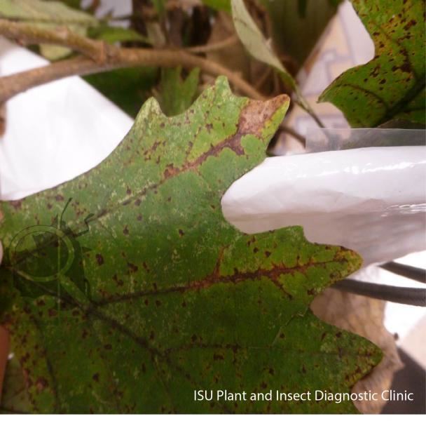 Bur oak blight Bur Oak Blight Plant and Insect Diagnostic Clinic