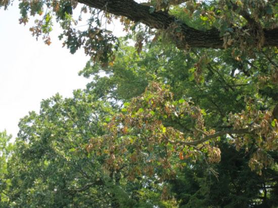 Bur oak blight Home Yard amp Garden Newsletter at the University of Illinois