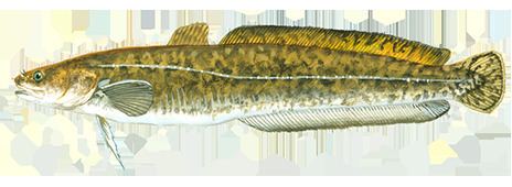 Burbot Fishing and Boating Resources How to start fishing today Take Me