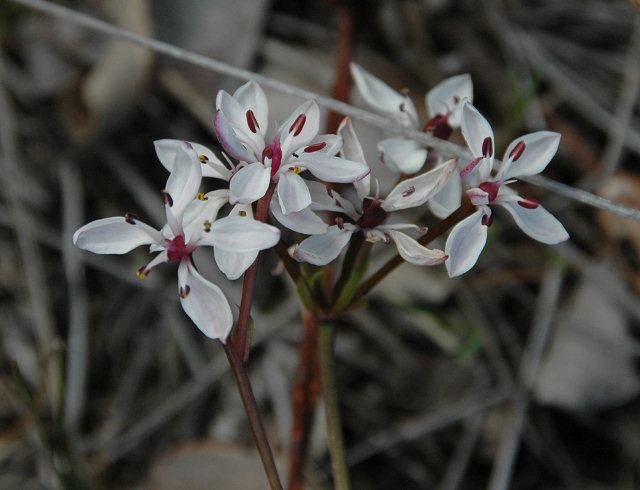 Burchardia Pacific Bulb Society Burchardia