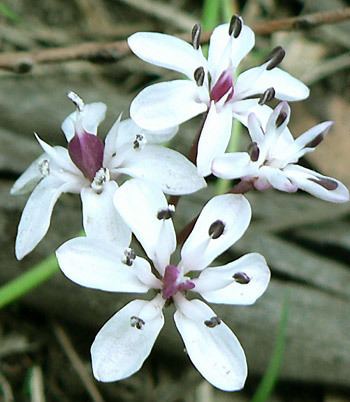 Burchardia Burchardia umbellata Milkmaids