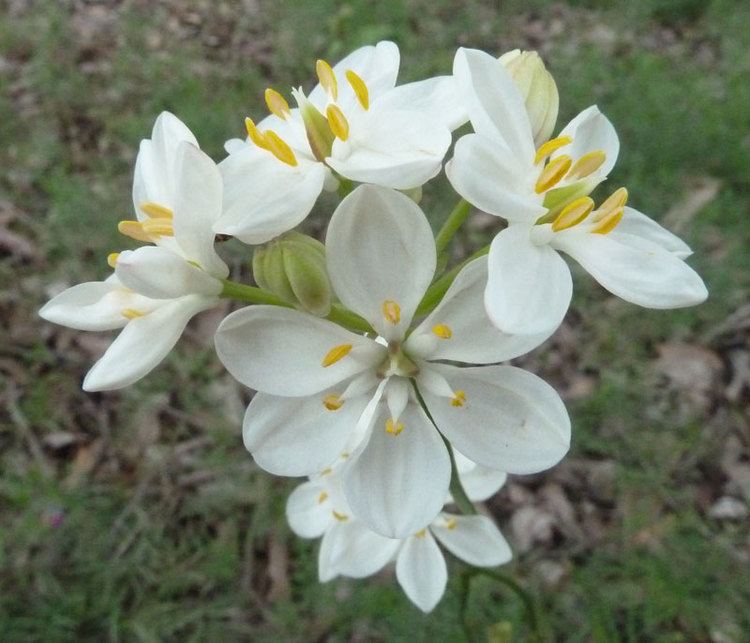 Burchardia Burchardia congestaFriends of Queens Park Bushland Friends of