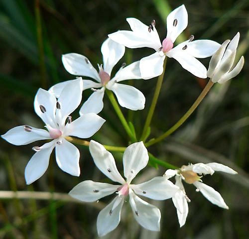 Burchardia Burchardia umbellata Milkmaids