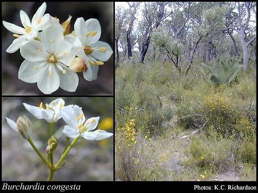 Burchardia Burchardia congesta Lindl FloraBase Flora of Western Australia