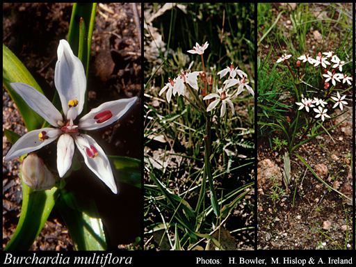 Burchardia Burchardia multiflora Lindl FloraBase Flora of Western Australia